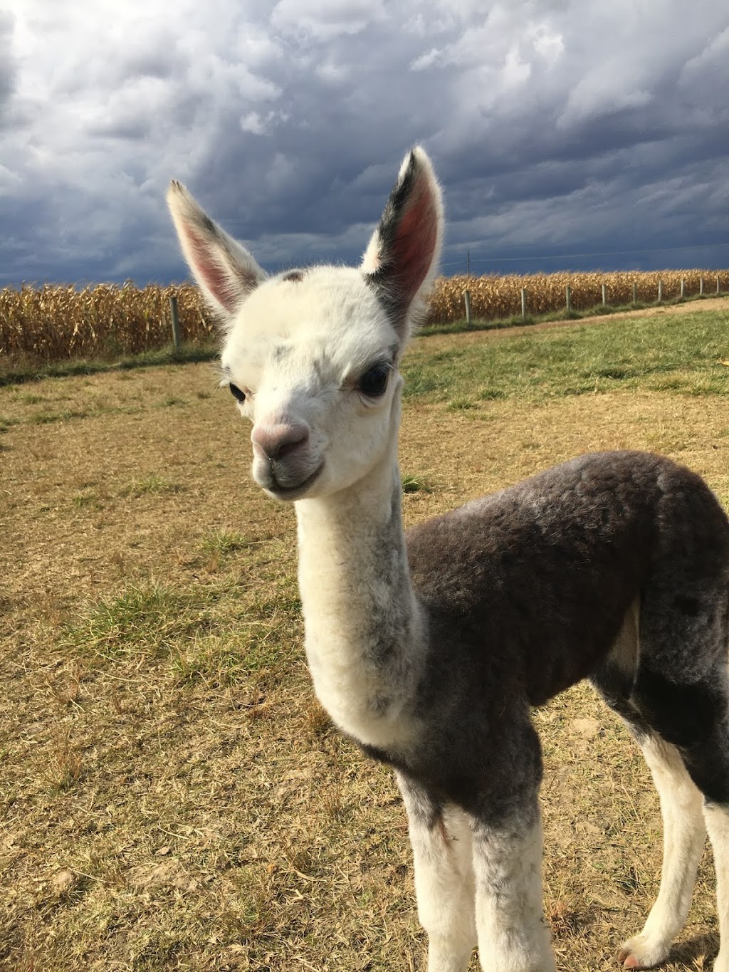 A & R Alpaca Farm and Gift Shop | 10981 US-22, Williamsport, OH 43164, USA | Phone: (614) 361-8789