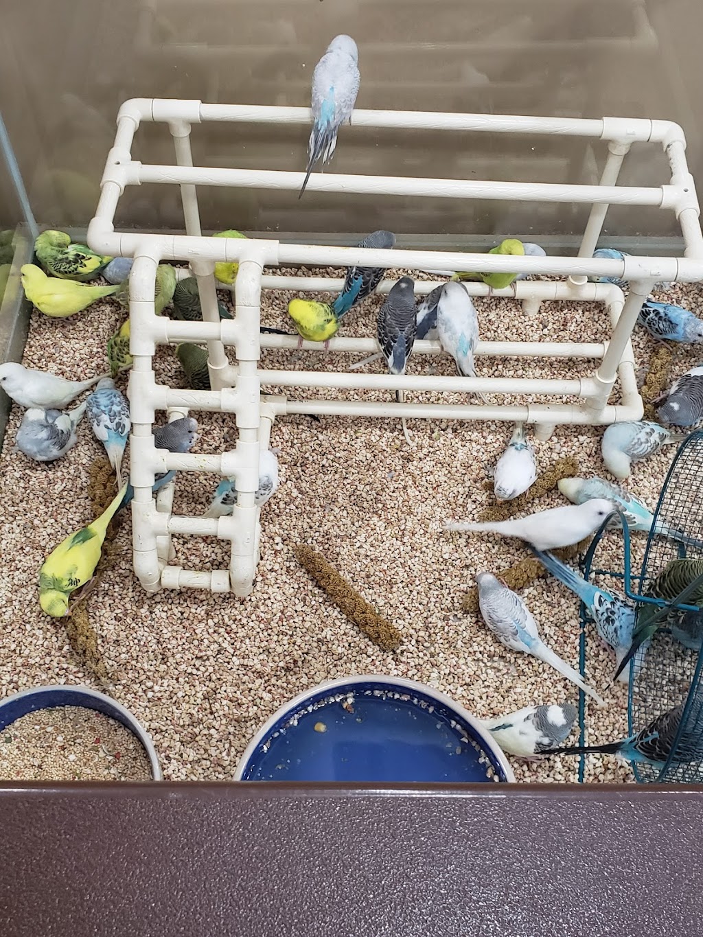 Petland Bolingbrook | The Promenade at Bolingbrook, Petland 744 E Boughton Rd, Bolingbrook, IL 60440, USA | Phone: (630) 739-1213