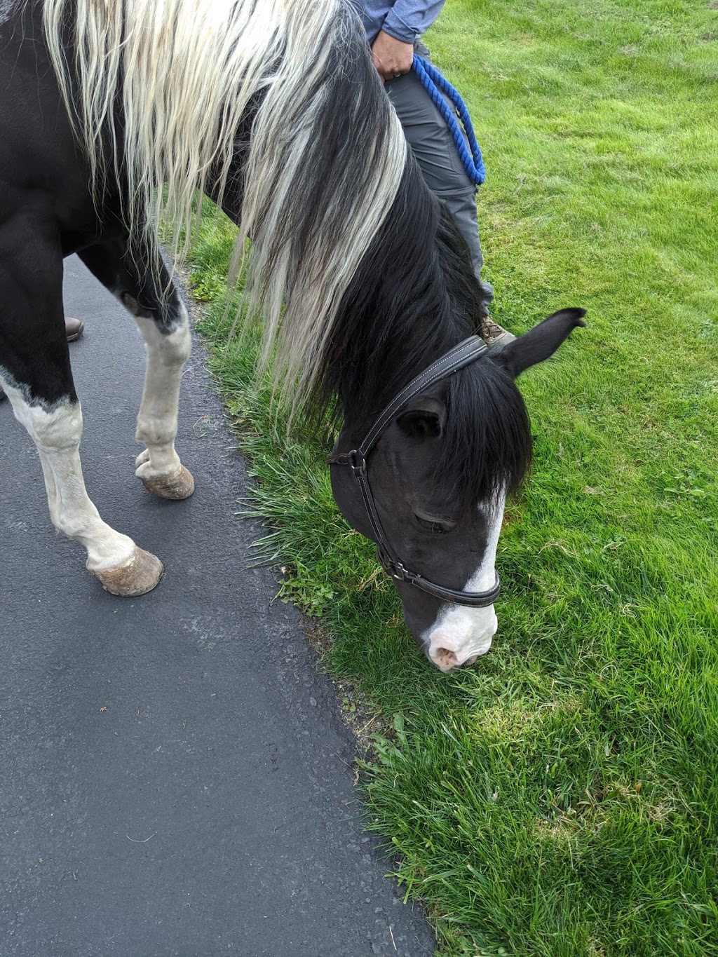 Little Bit Therapeutic Riding | 18675 NE 106th St, Redmond, WA 98052, USA | Phone: (425) 882-1554