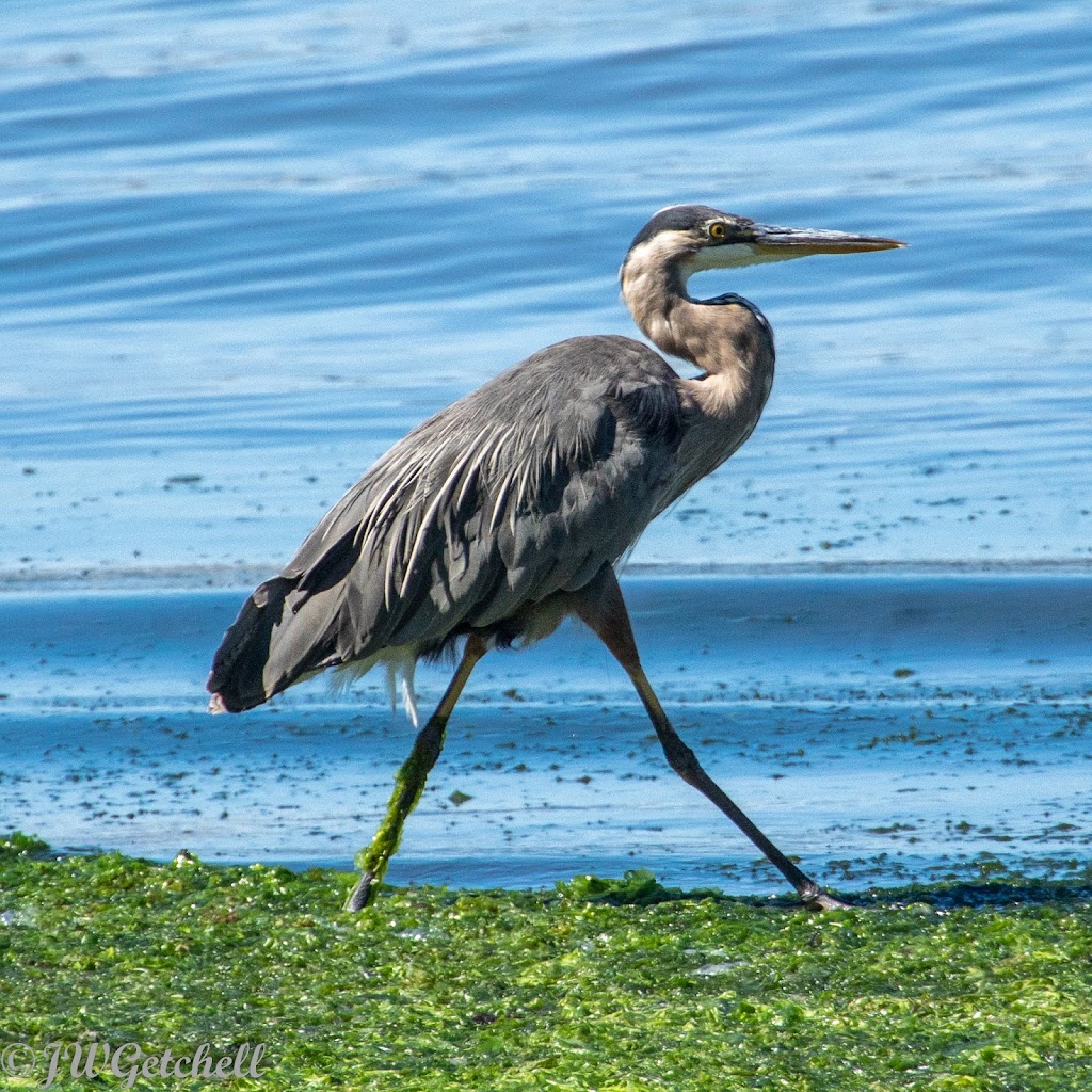 Annapolis Ferry Dock | Port Orchard, WA 98366 | Phone: (800) 501-7433