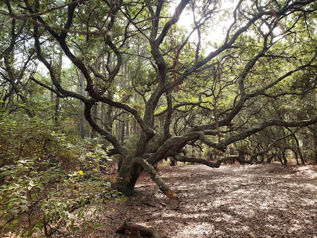 Currituck Banks Reserve | Corolla, NC 27927, USA | Phone: (252) 261-8891