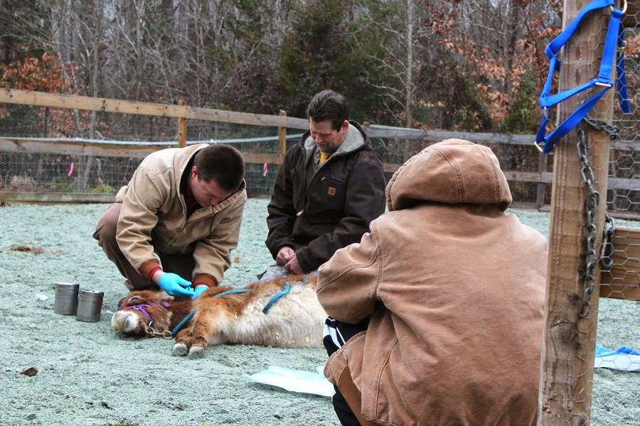 Flat River Veterinary Hospital | 325 Red Mountain Rd, Rougemont, NC 27572, USA | Phone: (919) 477-4210