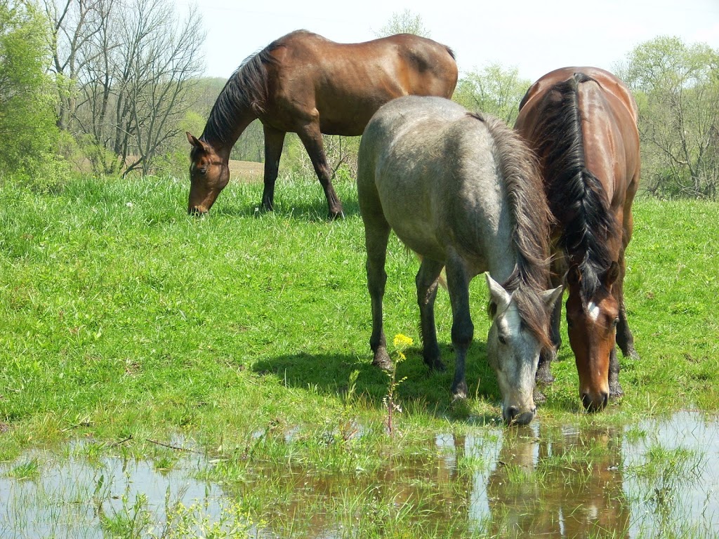 Equine Therapeutic Interaction and Reiki | The Sanctuary at Wild Rose Acres, Morgan Center Rd, Mt Vernon, OH 43050, USA | Phone: (740) 507-7718