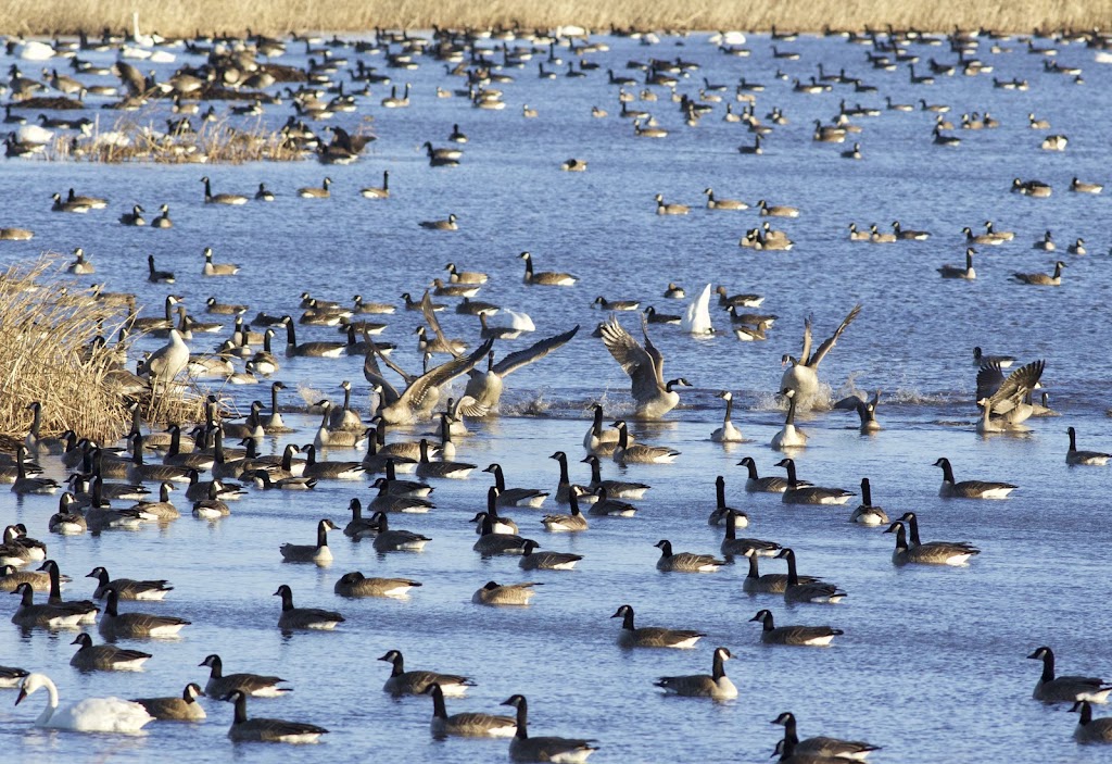 Madison Audubons Goose Pond Sanctuary | Goose Pond Rd, Arlington, WI 53911, USA | Phone: (608) 255-2473