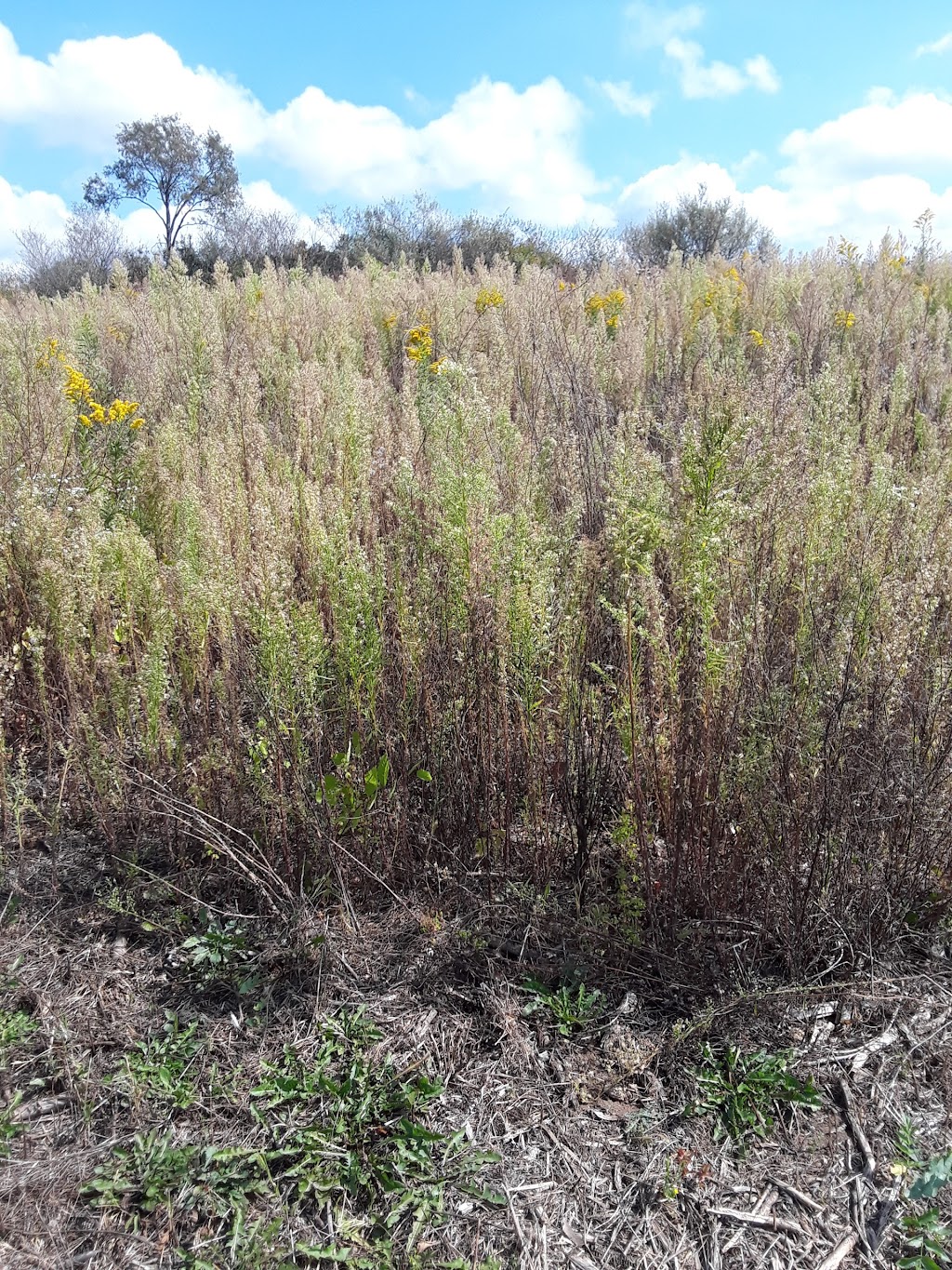 Hook Lake Wildlife Area | 4564 Rutland Dunn Town Line Rd, Oregon, WI 53575, USA | Phone: (888) 936-7463