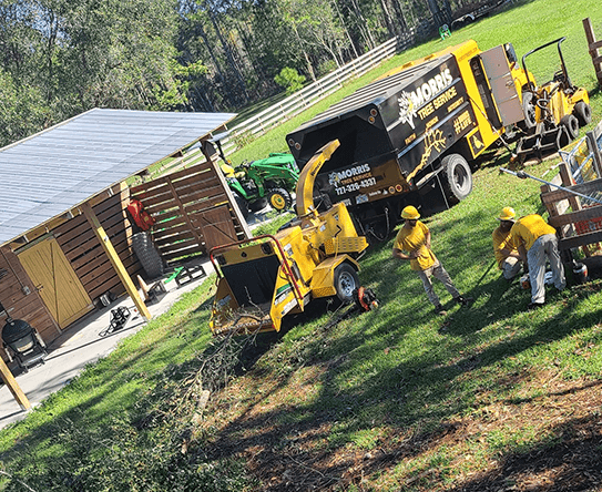 Morris Tree Service | 9507 State Rd 52, Hudson, FL 34669, USA | Phone: (727) 326-4337