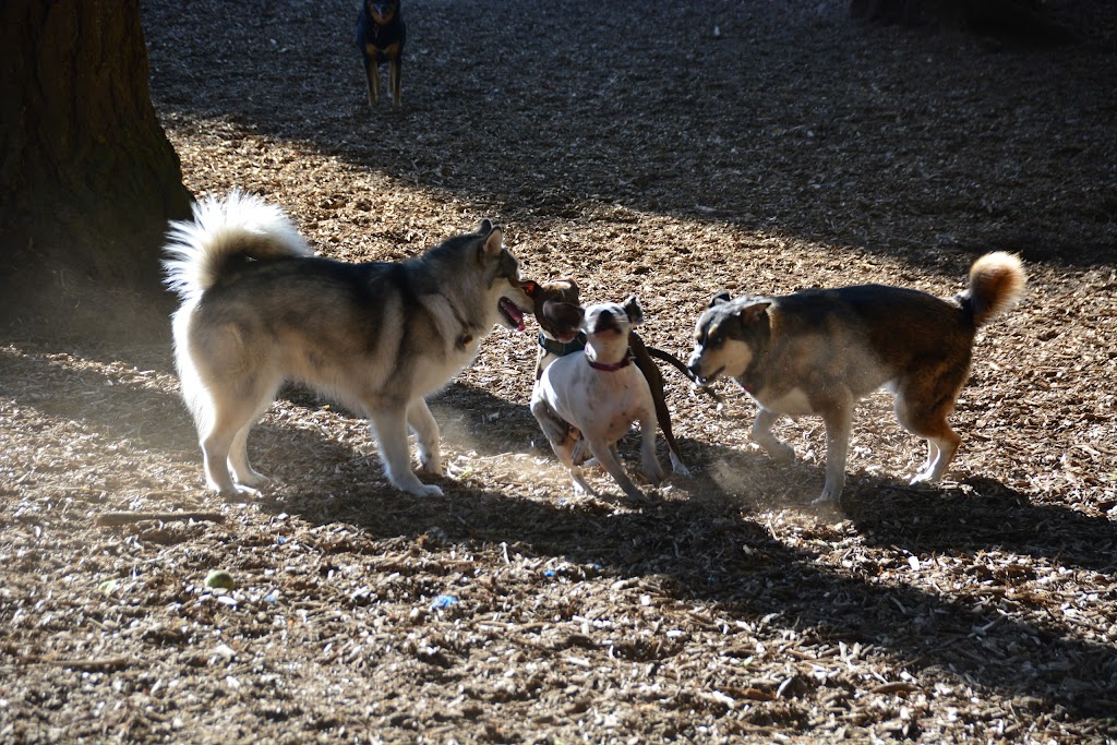 Mountlake Terrace Off-Leash Dog Park | 5303 228th St SW, Mountlake Terrace, WA 98043, USA | Phone: (425) 776-1161