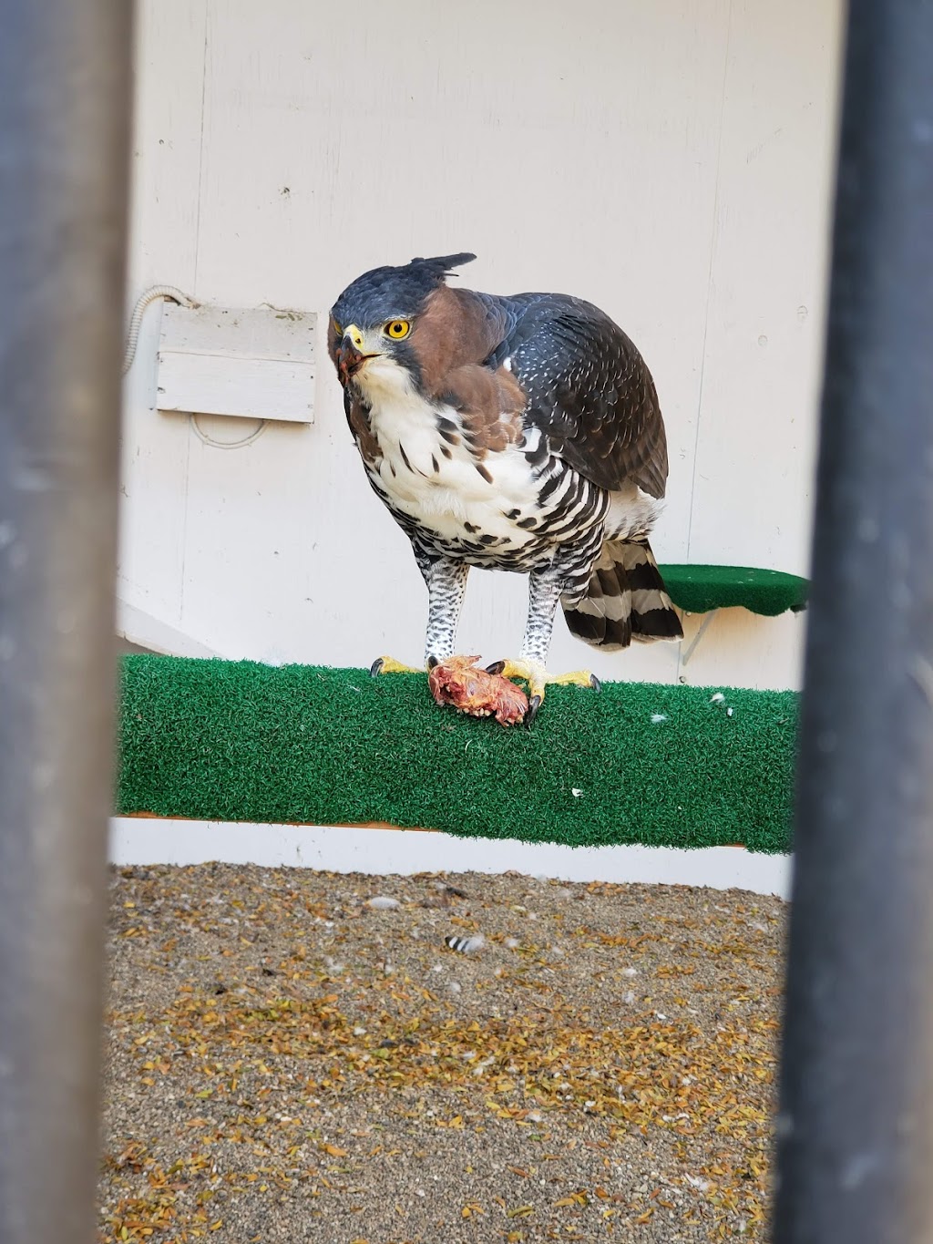 The Peregrine Funds World Center For Birds of Prey | 5668 W Flying Hawk Ln, Boise, ID 83709, USA | Phone: (208) 362-8687