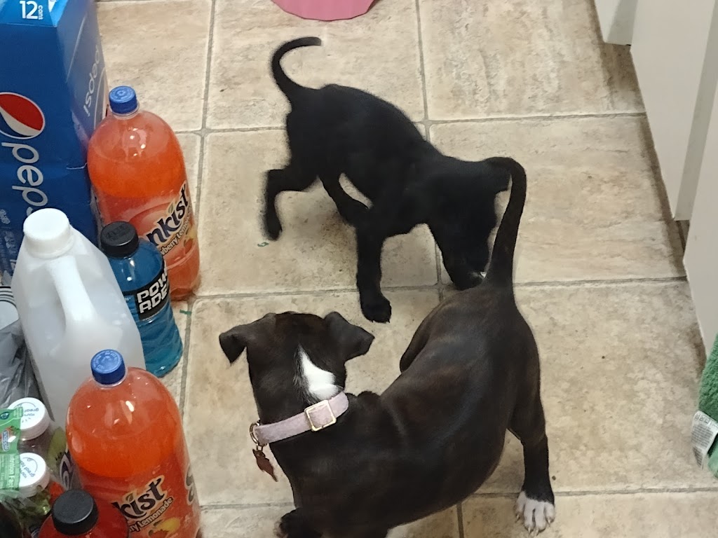 ASPCA Adoption Center, 424 E 92nd St, New York, NY 10128