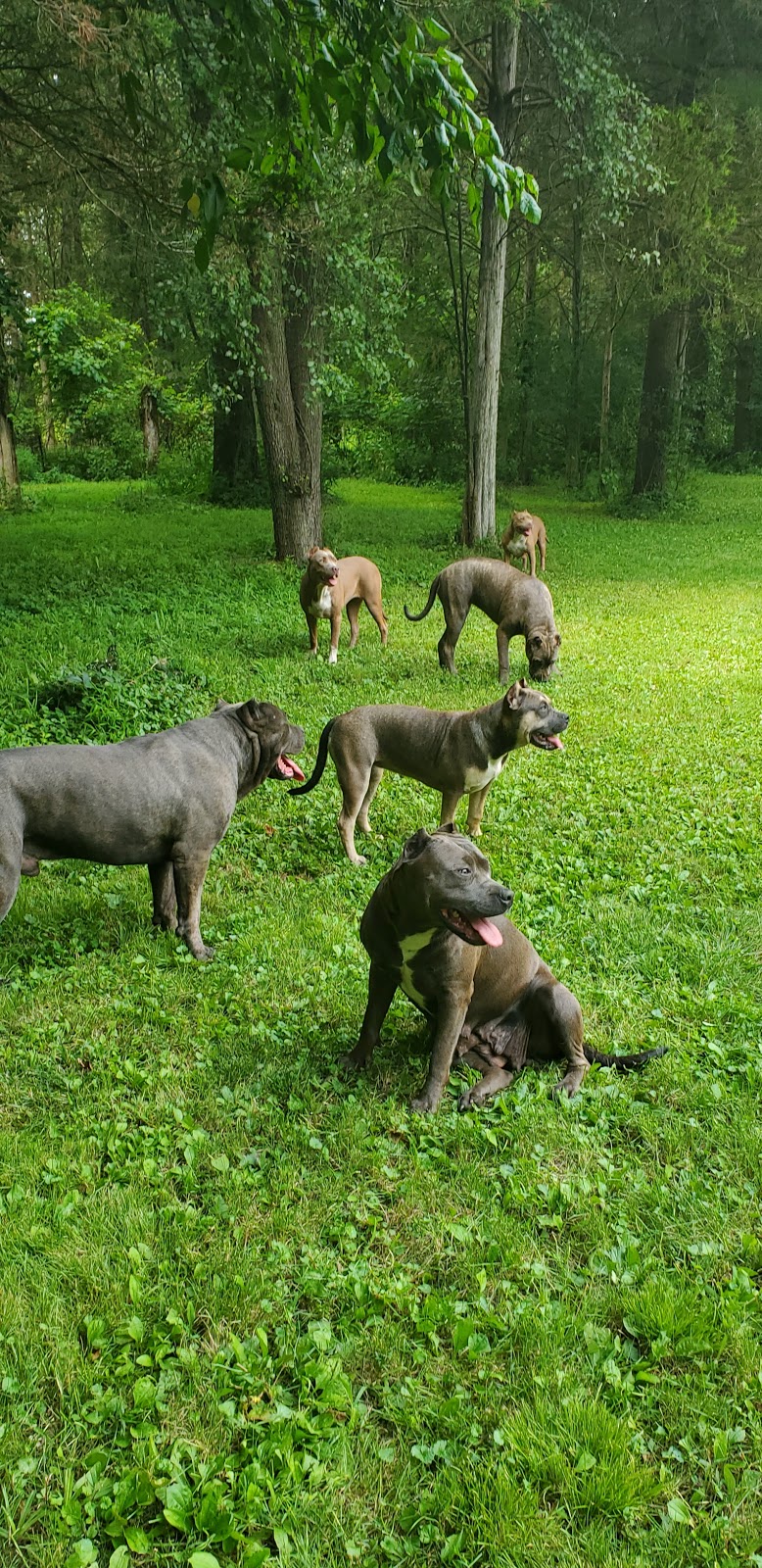 Blue Passion Kennels | Joseph D Kollar Rd, Freehold, NY 12431, USA | Phone: (845) 399-2540