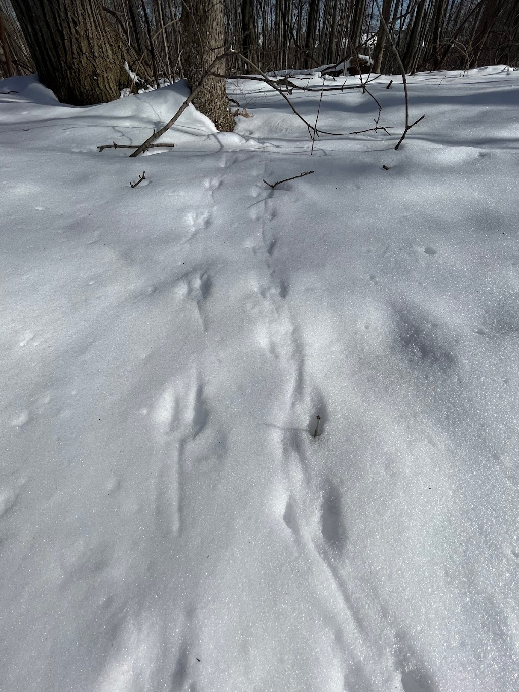 Buttonbush Nature Area | 3314 Sunton Rd, Ann Arbor, MI 48105, USA | Phone: (734) 794-6230