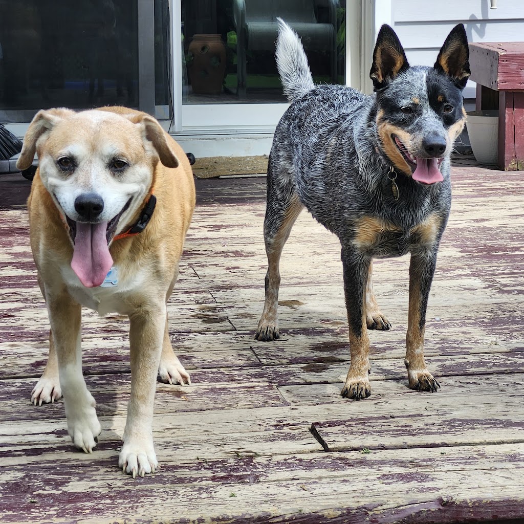 A W Animal Hospital | 24189 Chernick St, Taylor, MI 48180, USA | Phone: (313) 295-2270