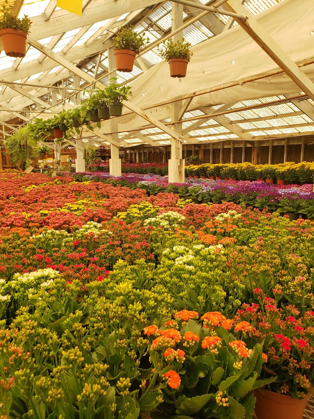 Downs Wholesale Greenhouse | 5018 E Thomas Rd, Phoenix, AZ 85018, USA | Phone: (602) 840-2600