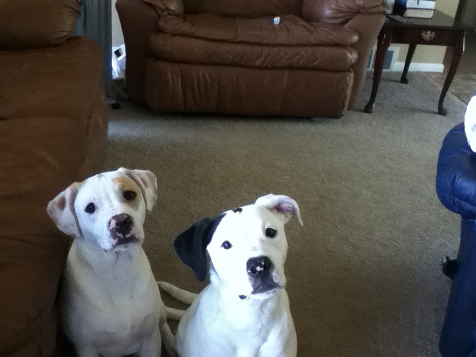 Hometown Veterinary Services | 7375 Middlebranch Ave NE, Canton, OH 44721, USA | Phone: (330) 305-6500