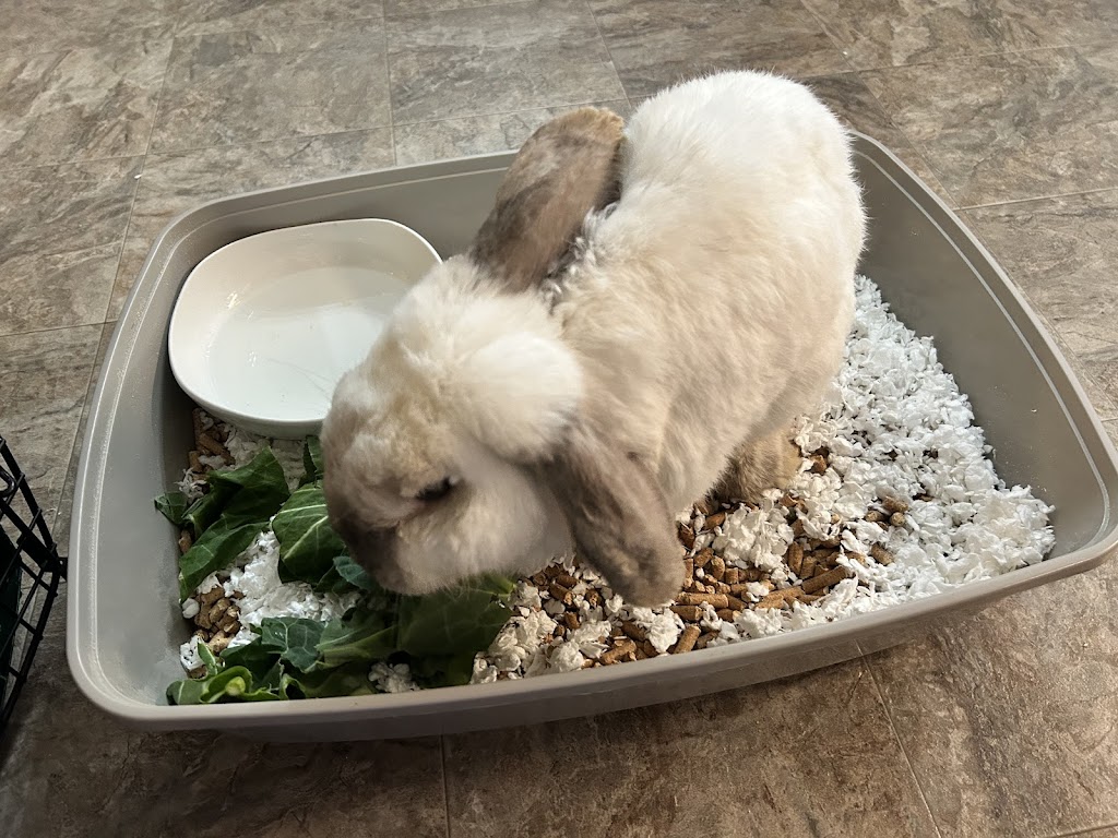 Eastern Shore Animal Hospital | 6421 Caratoke Hwy, Grandy, NC 27939, USA | Phone: (252) 453-8200