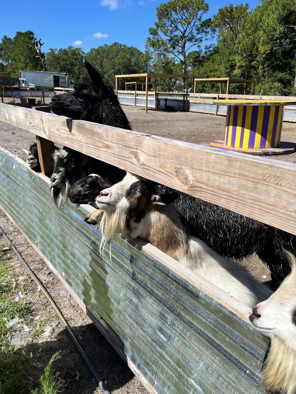 Springtime Adventure Farm Polk City | 18150 Commonwealth Ave N, Polk City, FL 33868, USA | Phone: (239) 309-0630