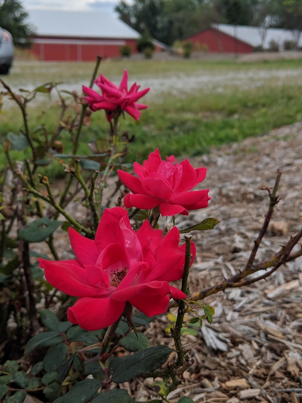 Solid Rock Therapeutic Riding Center | 10911 Market Ave NW, Uniontown, OH 44685, USA | Phone: (330) 990-1777