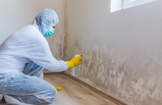 Madison Mold Removal Pros | 6680 Odana Rd, Madison, WI 53719 | Phone: (608) 384-0386