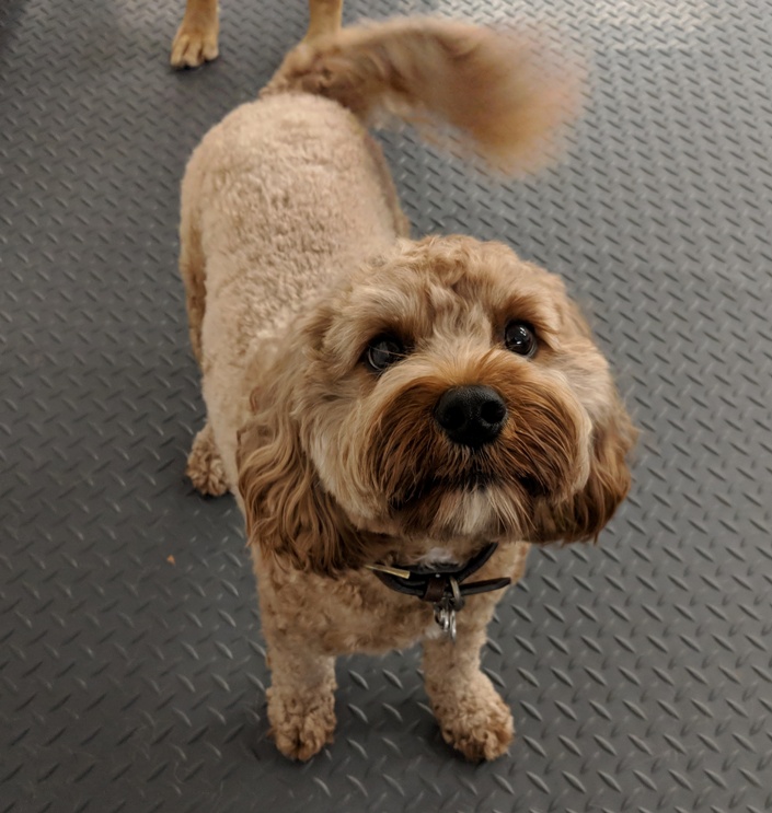 Mutt Nuts | 7224 Winnetka Ave N, Brooklyn Park, MN 55428, USA | Phone: (763) 535-3333 Mutt Nuts | 7224 Winnetka Ave N, Brooklyn Park, MN 55428, USA | Phone: (763) 535-3333
