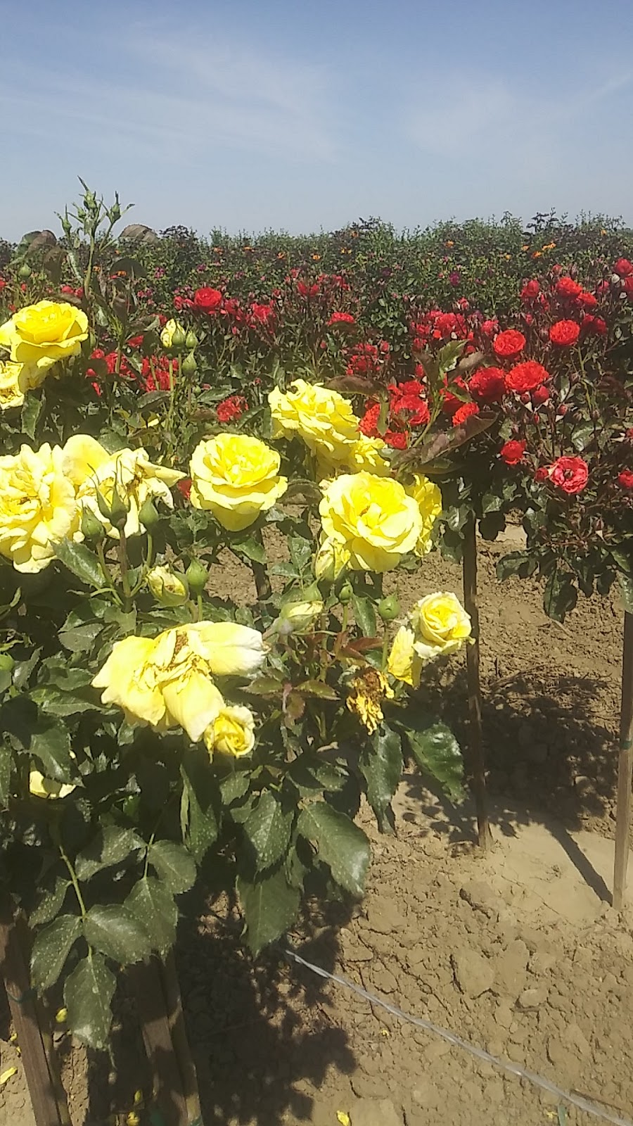 Weeks Roses | 30135 McCombs Rd, Wasco, CA 93280, USA | Phone: (661) 758-5821