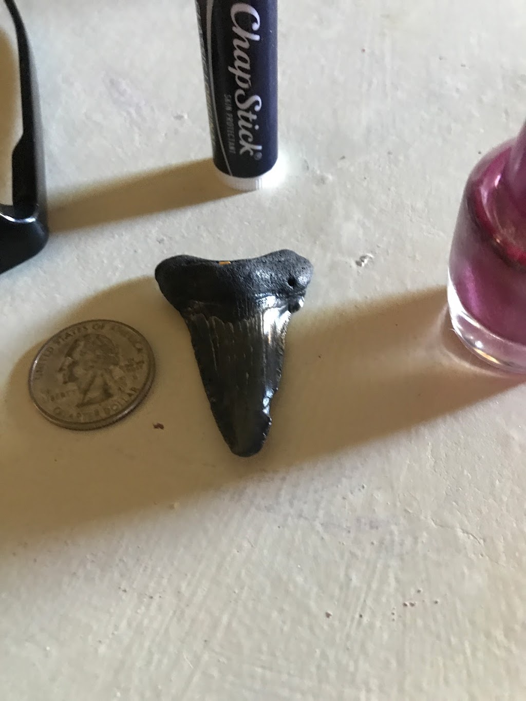 Buried Treasure Fossils | 3710 Pembrooke, Richmond, TX 77406, USA | Phone: (281) 342-7129