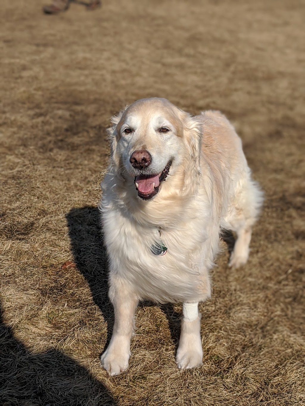 Sycamore Park Dog Park | 4517 Sycamore Ave, Madison, WI 53704, USA | Phone: (608) 266-4711