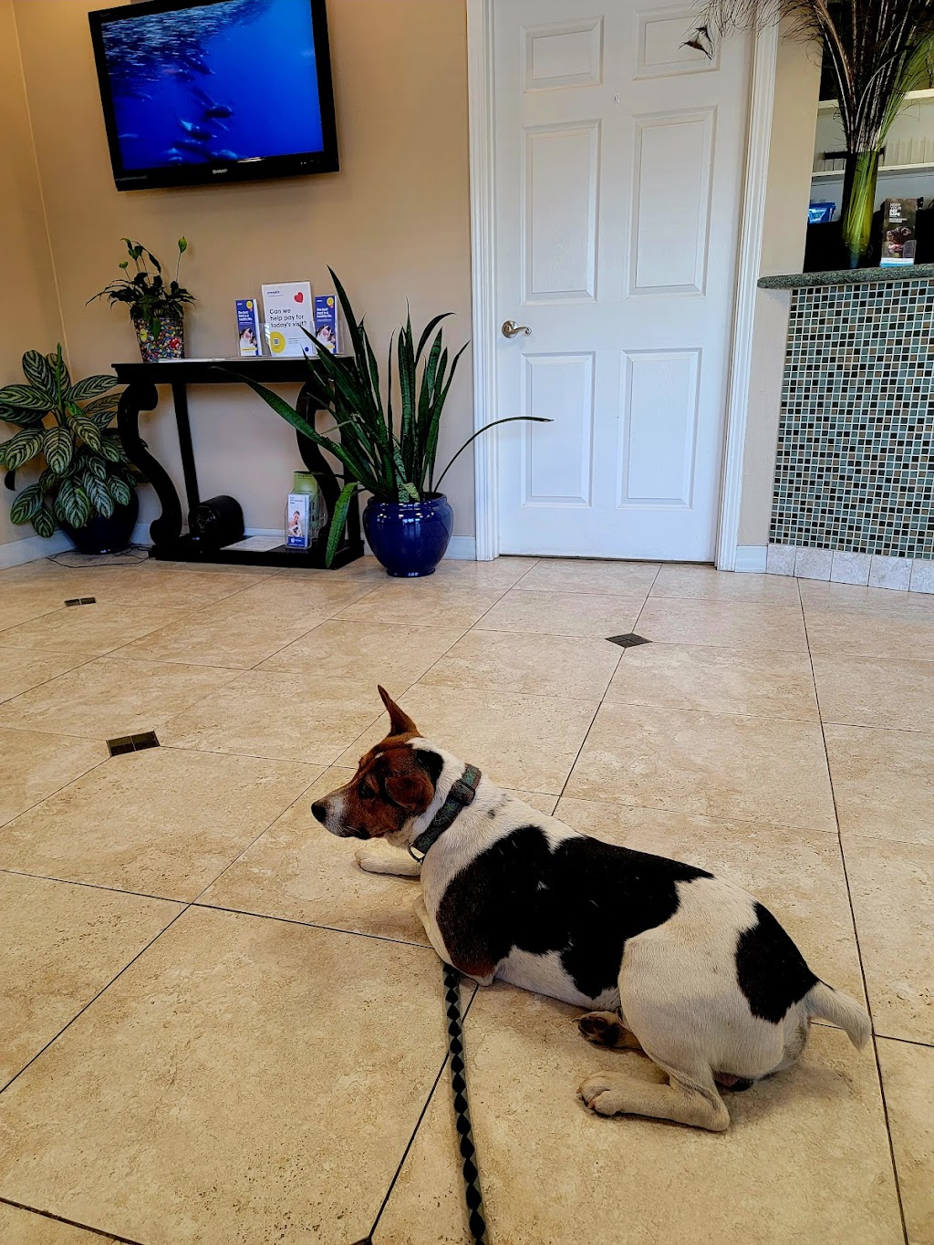 Crossroads Veterinary Hospital | 694 Pleasant Valley Rd #10, Diamond Springs, CA 95619, USA | Phone: (530) 642-9504