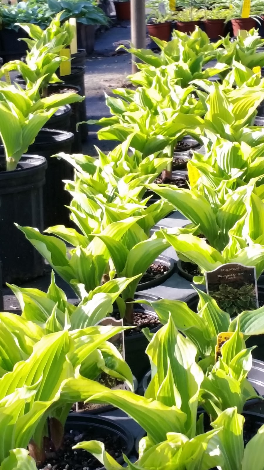 Pine Forest Gardens Hosta Nursery | 556 Ellison Rd, Tyrone, GA 30290, USA | Phone: (770) 487-5036