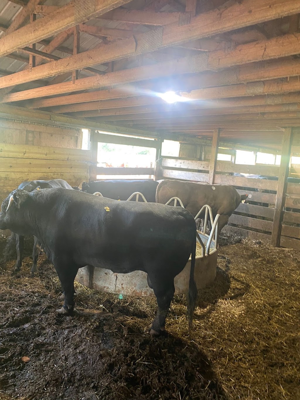 Rubin Livestock Services | 93 Rubin Rd, Monticello, NY 12701, USA | Phone: (845) 798-2509