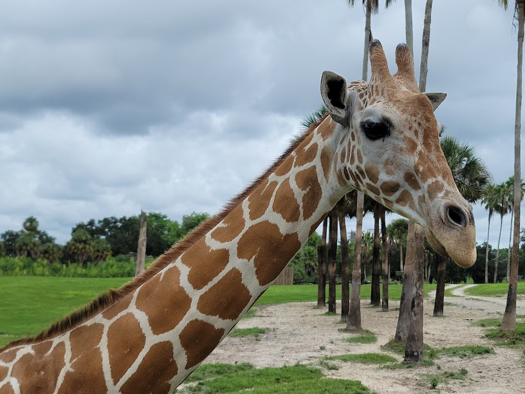 Serengeti Safari | 10165 McKinley Dr, Tampa, FL 33612, USA | Phone: (813) 884-4386