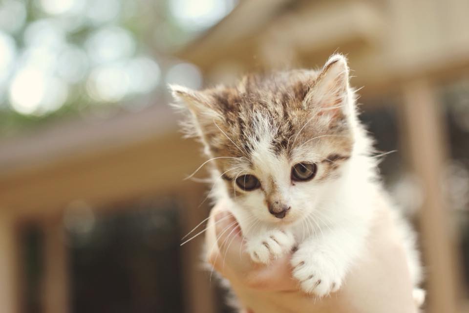 Town & Country Veterinary Hospital | 2010 N Salem St, Apex, NC 27523, USA | Phone: (919) 363-6363