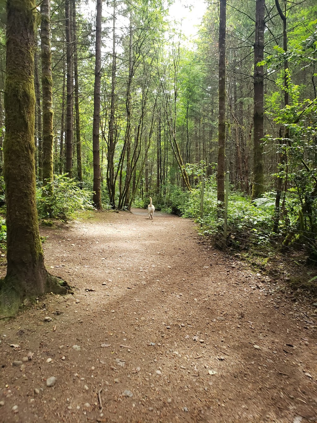 Rotary Bark Park | 10100 Bujacich Rd, Gig Harbor, WA 98332, USA | Phone: (253) 858-3400