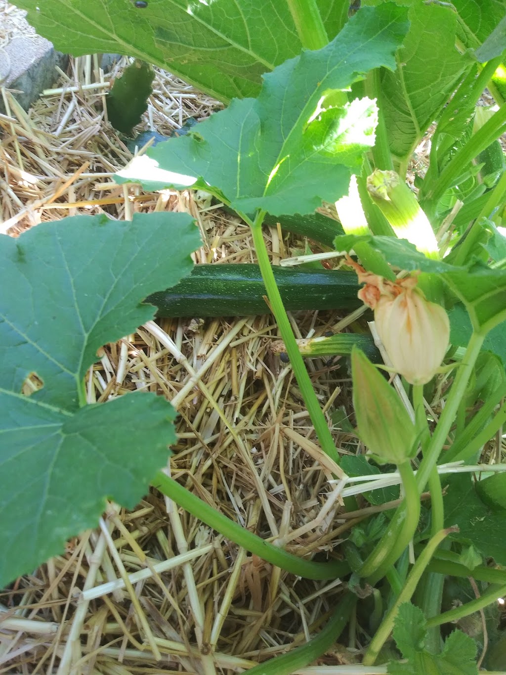 Escondido Community Garden | W Lincoln Ave &, Morning View Dr, Escondido, CA 92026, USA | Phone: (760) 580-4390