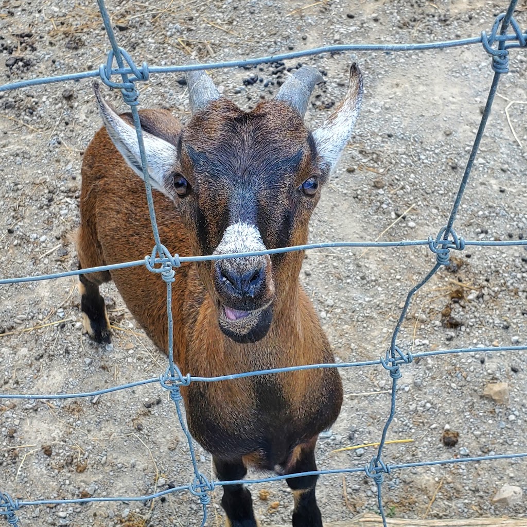 Critter Lane Petting Zoo | 9100 Critter Ln, Valles Mines, MO 63087, USA | Phone: (573) 358-8995