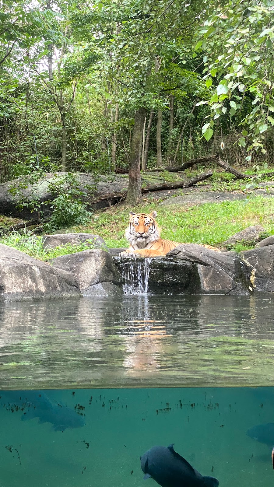 Tiger Mountain at Bronx Zoo | 2300 Southern Boulevard, Bronx, NY 10460, USA | Phone: (718) 367-1010