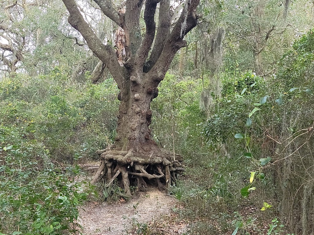 Yellow Bluff Fort Historic State Park | New Berlin Rd, Jacksonville, FL 32226, USA | Phone: (904) 251-2320