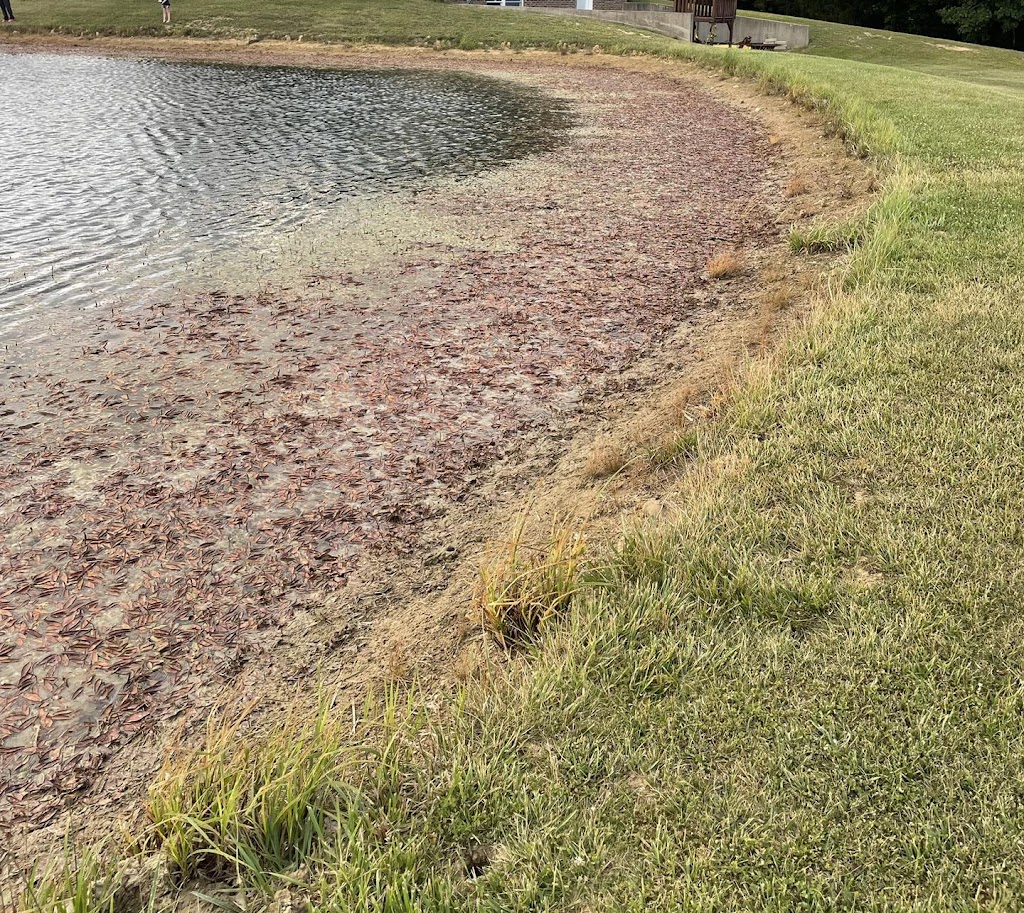 Bellus Aquatic Solutions | 9466 Moody Rd, Moores Hill, IN 47032, USA | Phone: (513) 283-3205