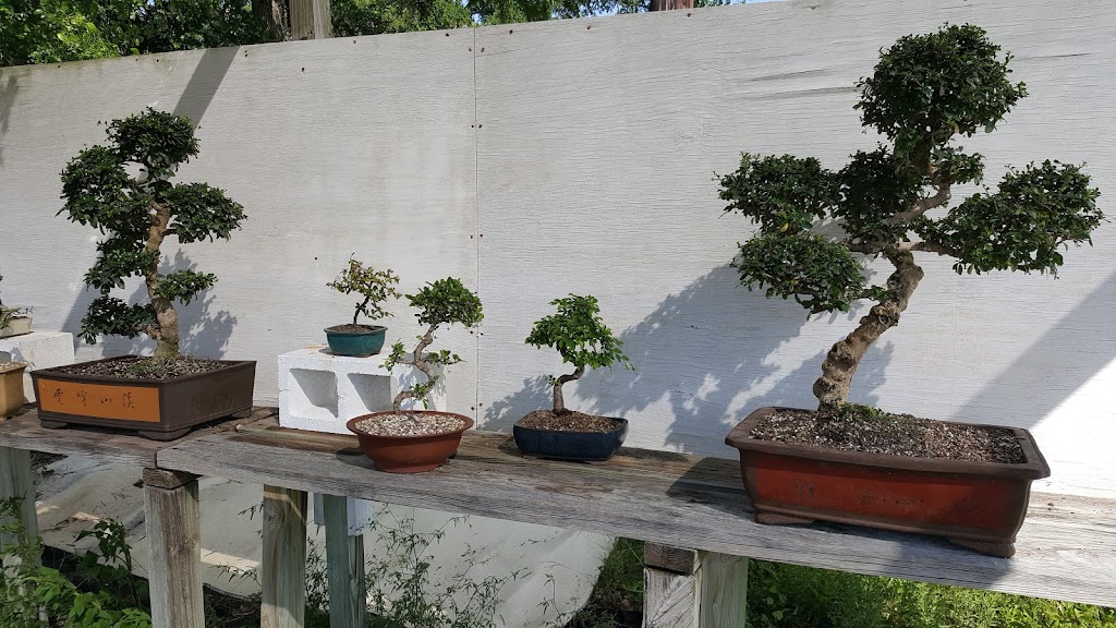 Bonsai Garden of Texas | 2392 State Hwy 71, Cedar Creek, TX 78612, USA | Phone: (512) 985-5585