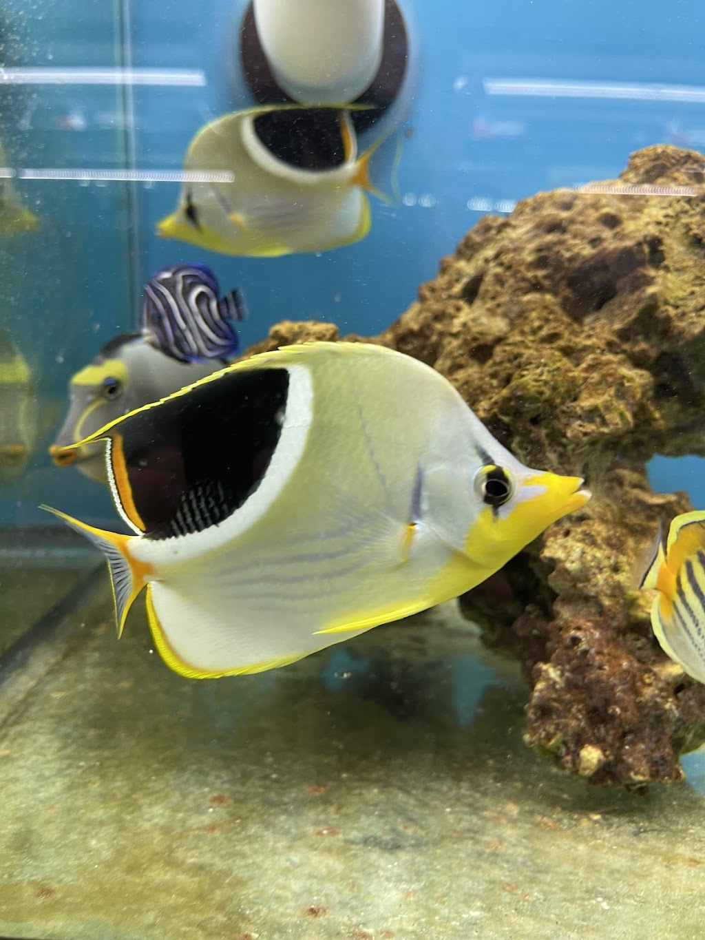 Aquarium Fish Depot | 5121 Santa Fe St Suite F, San Diego, CA 92109, USA | Phone: (858) 926-2060