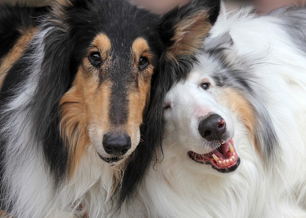 Four Legged Friends Animal Hospital | 3131 E Thunderbird Rd STE 59, Phoenix, AZ 85032, USA | Phone: (602) 787-0015