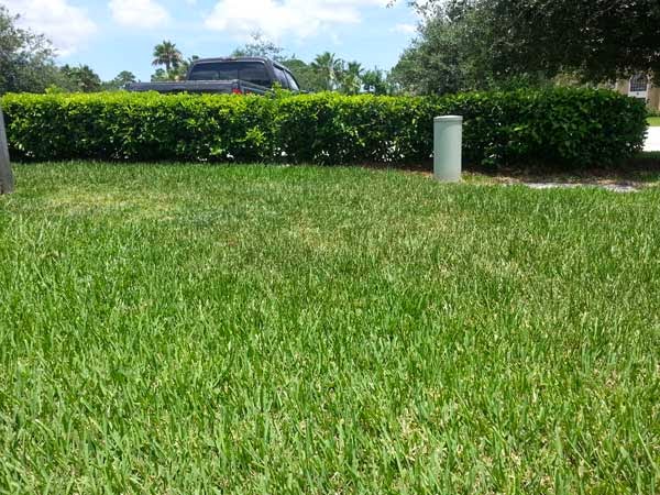 Floridas Green Thumb Lawn & Pest control | 10529 Land O Lakes Blvd, Land O Lakes, FL 34638, USA | Phone: (866) 342-0164