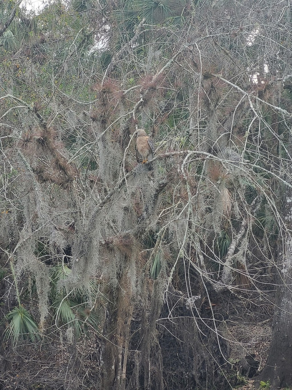 Myakka River State Park Powerline Road Trailhead | 13208 State Rd 72, Sarasota, FL 34241, USA | Phone: (941) 361-6511