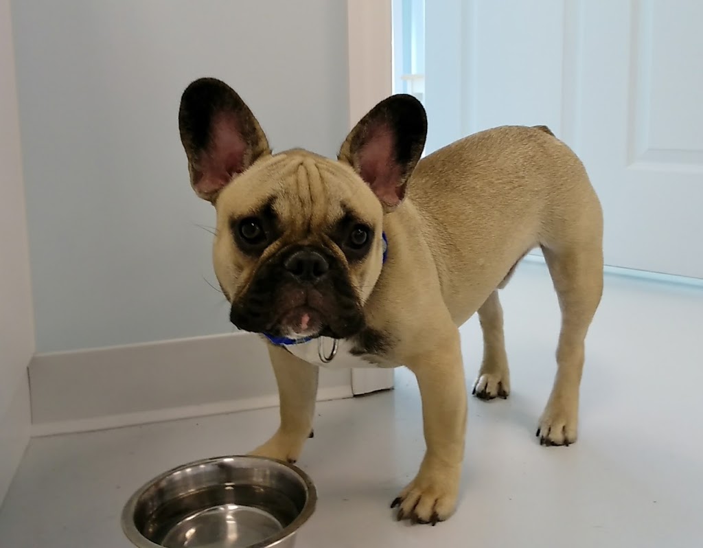 Walk-In Veterinary Care | 5080 N U.S. Hwy 41, Apollo Beach, FL 33572, USA | Phone: (813) 213-8515