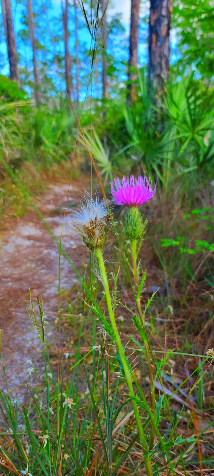 Long Pine Key Campground | Homestead, FL 33034 | Phone: (305) 242-7873