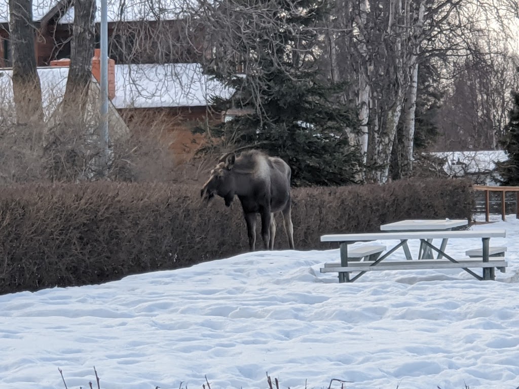 Suzan Nightingale McKay Park | 201 W Cook Ave, Anchorage, AK 99501, USA | Phone: (907) 343-4355