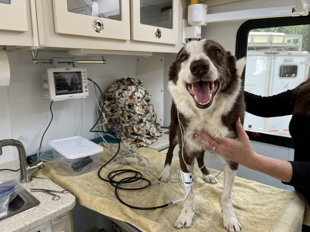 The Visiting Vet North County | Vía Puerta Del Sol, Bonsall, CA 92003, USA | Phone: (760) 420-5523