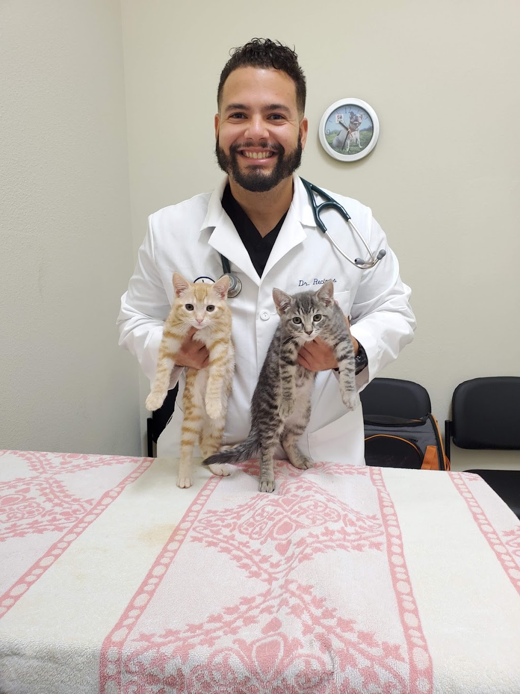 Advanced Veterinary Medical Center | 3550 San Pablo Dam Rd Suite E, El Sobrante, CA 94803 | Phone: (510) 222-7387