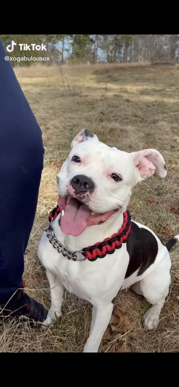 K9 Heat | 50 St Andrews Ct, Lakewood, NJ 08701, USA | Phone: (732) 503-1868