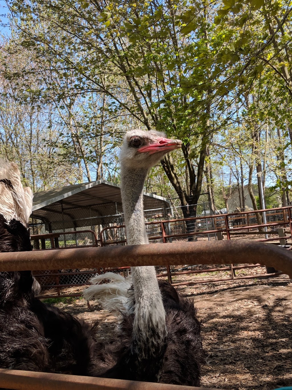 Animal Ed.ventures Sanctuary: Earth-Speak Park | 1489 Live Oak Rd, Coats, NC 27521 | Phone: (910) 897-1555