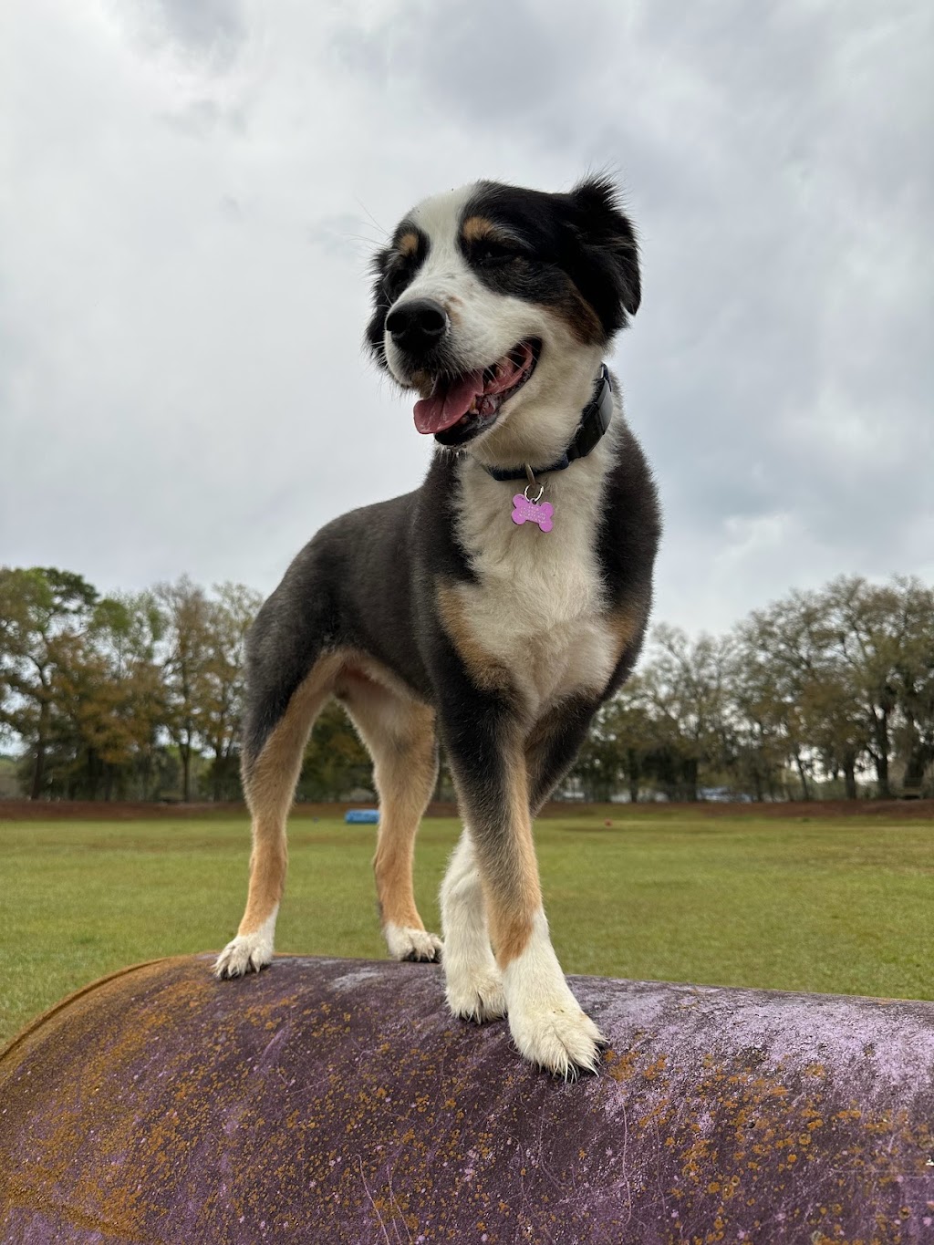 Letty Towles Dog Park | 2299 SE 32nd Ave, Ocala, FL 34470, USA | Phone: (352) 368-5517